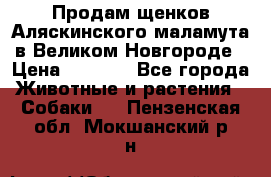 Продам щенков Аляскинского маламута в Великом Новгороде › Цена ­ 5 000 - Все города Животные и растения » Собаки   . Пензенская обл.,Мокшанский р-н